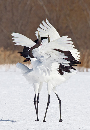 065 Red-crowned Cranes (Grus japonensis) - Hokkaido Japan