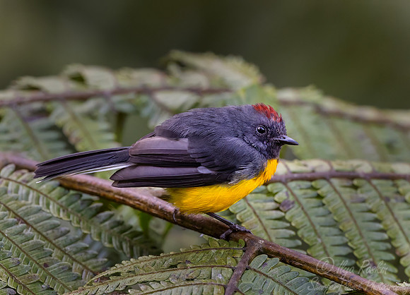 720 Slate-throated whitestart (Myioborus miniatus) - Ecuador