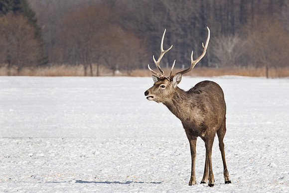 118 Sika Deer (Cervus nippon) - Hokkaido Japan