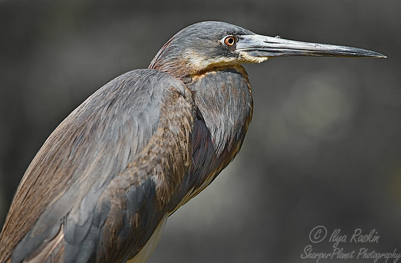 018_Tricolored Heron_FL