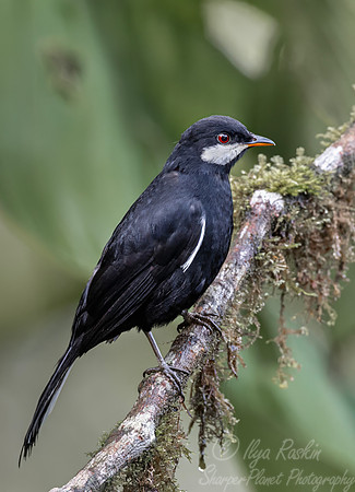 709 Black solitaire (Entomodestes coracinus) - Ecuador