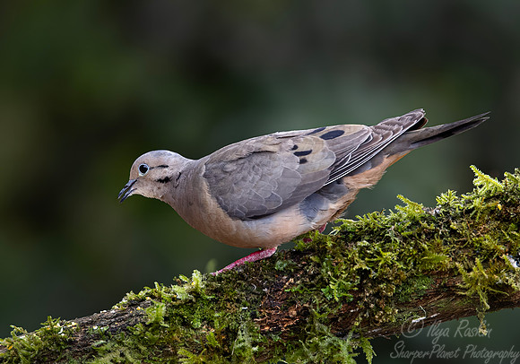 585 Eared dove (Zenaida auriculata) - Colombia cloud forest
