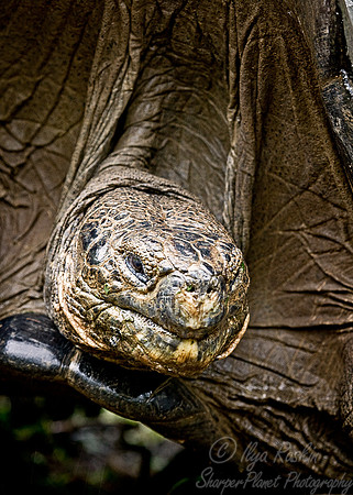 029_Giant Tortoise_Ecuador