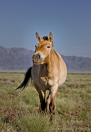 022_Przewalskis horse_Altyn-Emel_Kazakhstan