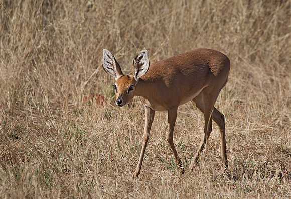 127 Steenbok (Raphicerus campestris) - Etosha Namibia