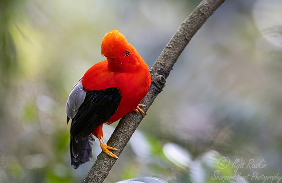617 Andean cock-of-the-rock (Rupicola peruvianus) - Colombia cloud forest