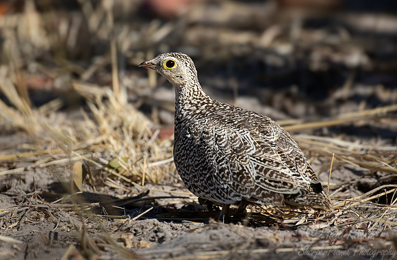 208 Double-banded sandgrouse (Pterocles bicinctus) - Botswana