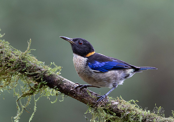 702 Golden-collared honeycreeper male (Iridophanes pulcherrimus) - Ecuador