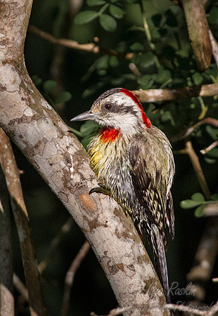 116 Cuban Green Woodpecker (Xiphidiopicus percussus) - Cuba