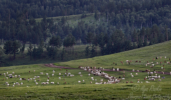 019 Central Mongolia