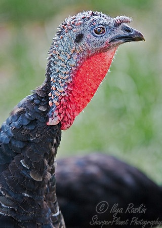 002 Turkey - New Zealand
