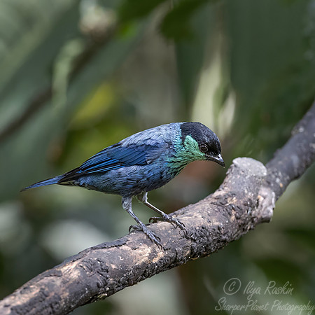 693 Black-capped tanager (Stilpnia heinei) - Ecuador