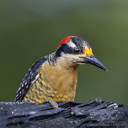 752 Golden-olive woodpecker (Colaptes rubiginosus) - Ecuador