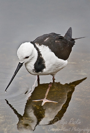 085 Pied Stilt - New Zealand