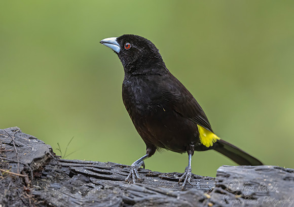 675 Lemon-rumped tanager male (Ramphocelus icteronotus) - Ecuador
