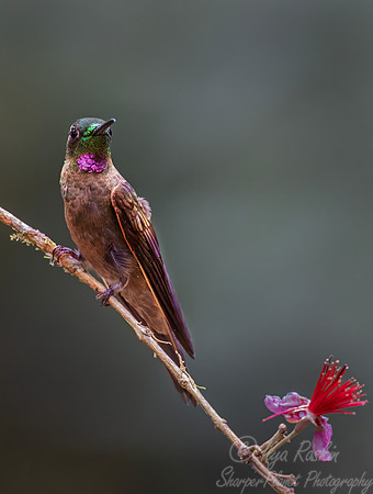 469 Fawn-breasted brilliant (Heliodoxa rubinoides) - Colombia cloud forest