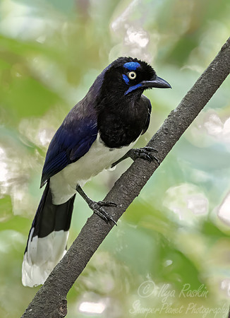 518 Black-chested jay (Cyanocorax affinis) - Colombia cloud forest