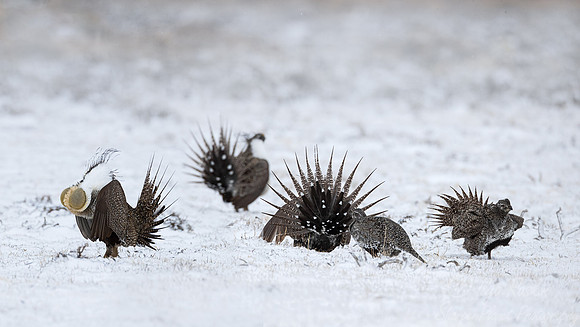 053 Greater sage-grouse (Centrocercus urophasianus) - CO