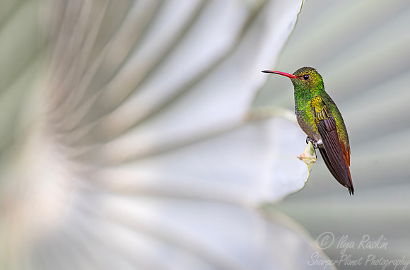 444 Rufous-tailed hummingbird (Amazilia tzacatl) - Colombia cloud forest