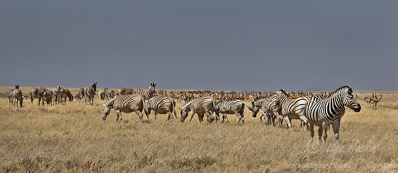 059 Plain Zebras  (Equus quagga) - Etosha Namibia