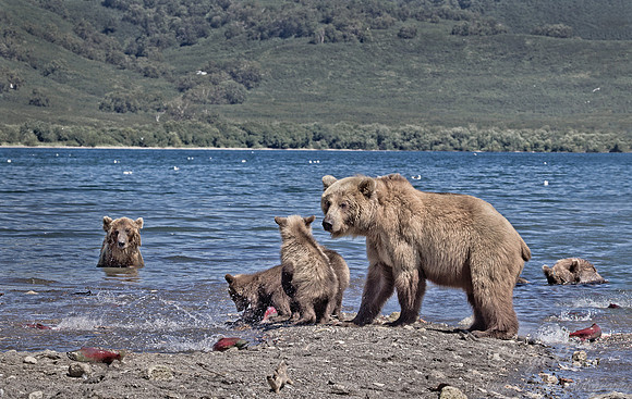 008 Brown Bear (Ursus arctos) - Kamchatka Russia