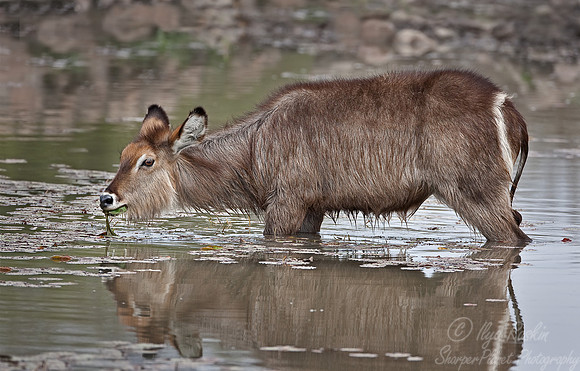047_Waterbuck (Kobus ellipsiprymnus)_Madikwe_S Africa