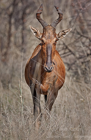 041_Tsessebe (Damaliscus lunatus)_Madikwe_S Africa