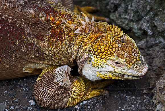 054 Galapagos Land Iguana (Conolophus subcristatus) - Galapagos Ecuador