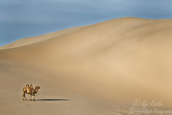 102 Bactrian camel (Camelus bactrianus) - Mongolia