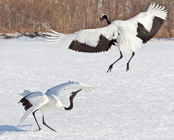 063 Red-crowned Cranes (Grus japonensis) - Hokkaido Japan