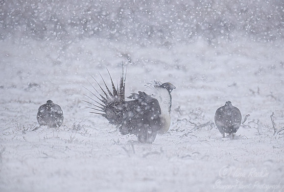 058 Greater sage-grouse (Centrocercus urophasianus) - CO