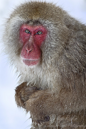 056 Japanese macaque (Snow monkey)(Macaca fuscata) - Nagano Japan