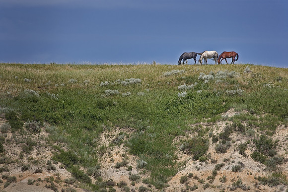 021_Wild Horses (Equus ferus)_T Roosevelt NP_ND