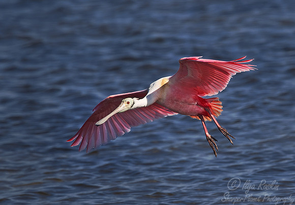 118 Roseate Spoonbill (Ajaja ajaja) FL