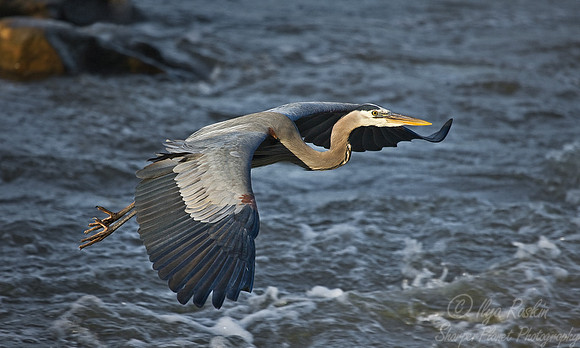 004_Great Blue Heron (Ardea herodias)_VA