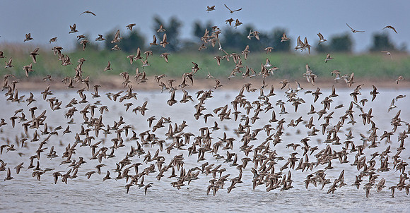 045 Shore birds in flight - DE