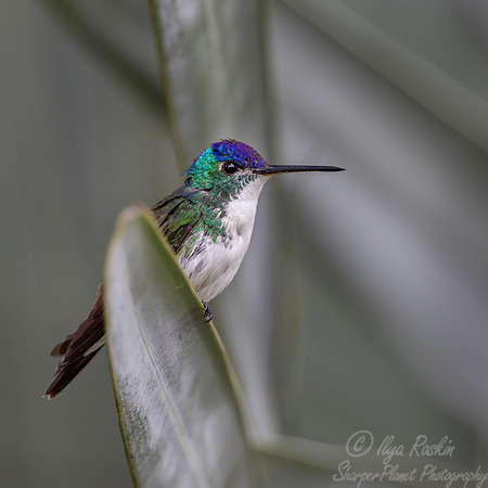 468 Andean emerald (Uranomitra franciae) - Colombia - Colombia cloud forest