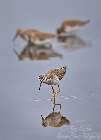 099 Lesser Yellowlegs (Tringa flavipes) FL