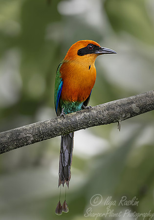 643 Rufous motmot (Baryphthengus martii) - Ecuador
