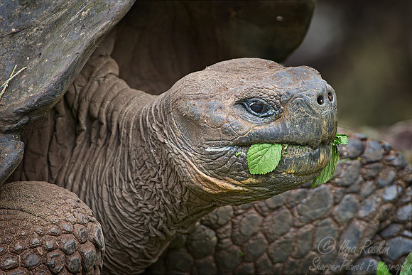 046 Galapagos giant tortoise (Chelonoidis nigra) - Galapagos Ecuador