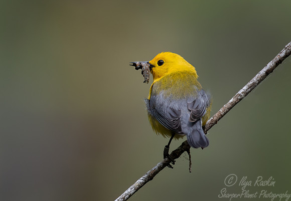 149 Prothonotary warbler (Protonotaria citrea) - SC