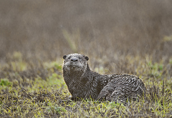 052 North American River Otter (Lontra canadensis) FL