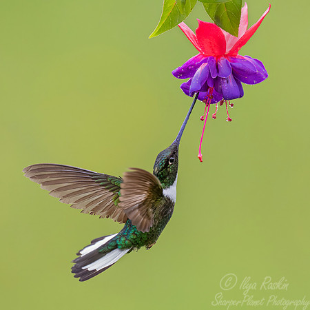 486 Collared inca (Coeligena torquata) - Colombia cloud forest