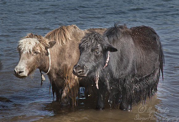 105 Yaks (Bos grunniens) - Mongolia