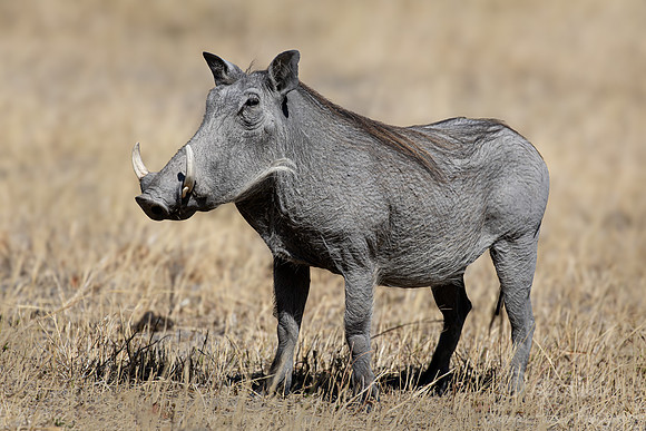 408-400 Common warthog (Phacochoerus africanus) - Botswana