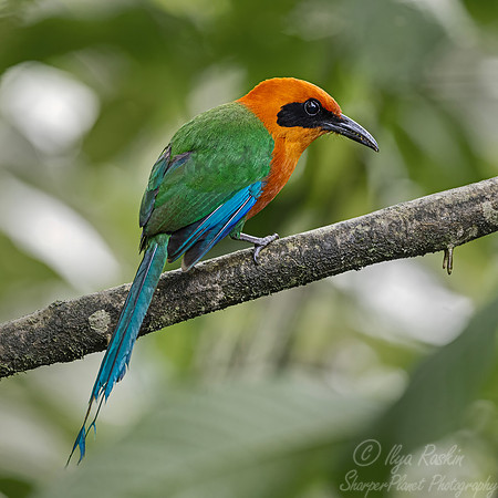 644 Rufous motmot (Baryphthengus martii) - Ecuador