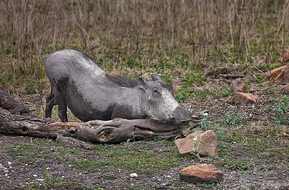 085_Common Warthog (Phacochoerus africanus)_Madikwe_S Africa