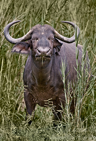 060_Cape Buffalo_South Africa