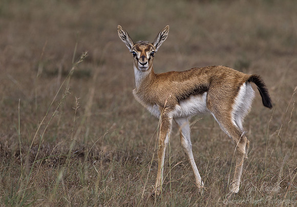 102 Thomsons gazelle (Eudorcas thomsonii) - Masai Mara Kenya
