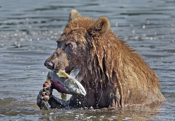037 Brown Bear (Ursus arctos) - Kamchatka Russia